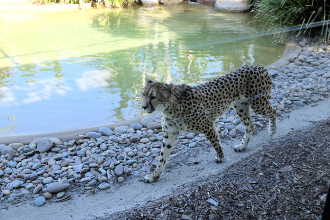 Symbio Wildlife Park