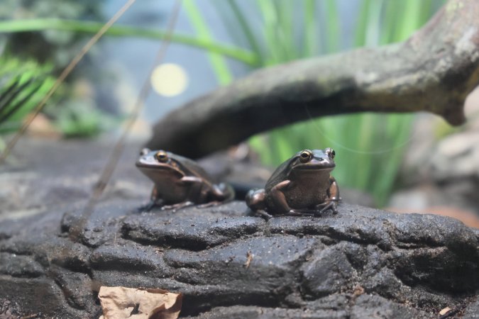 Symbio Wildlife Park