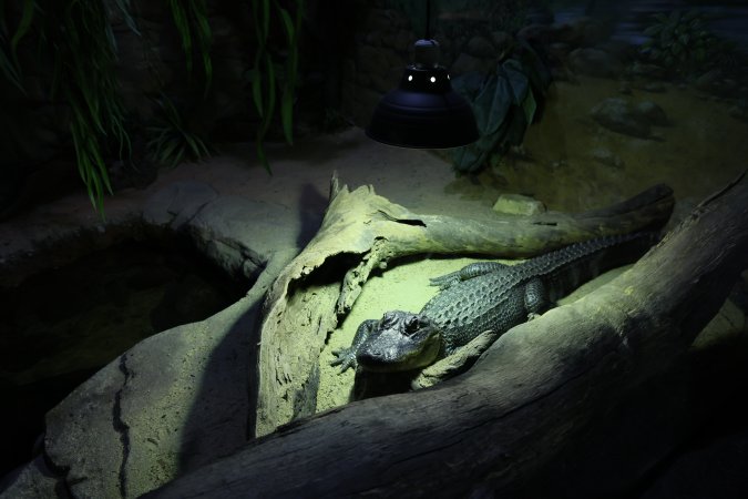 Symbio Wildlife Park