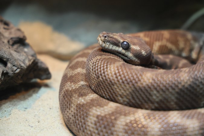 Symbio Wildlife Park
