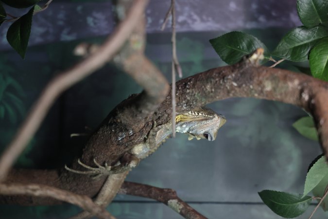 Symbio Wildlife Park