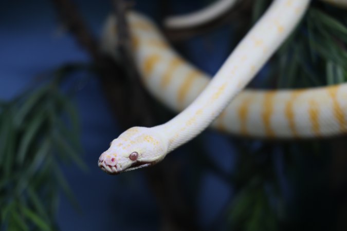 Symbio Wildlife Park