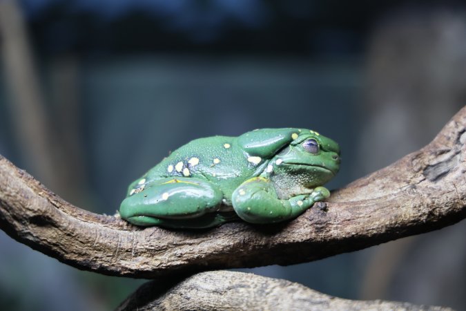 Symbio Wildlife Park