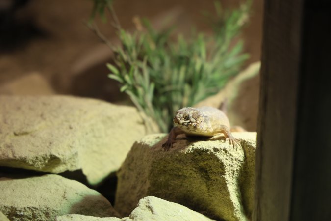 Symbio Wildlife Park