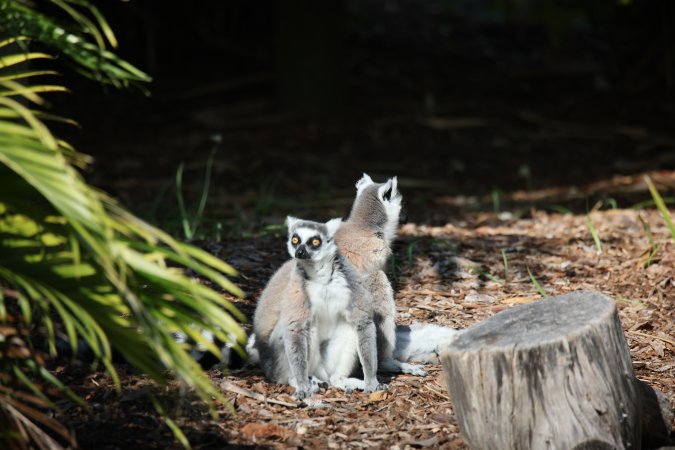 Symbio Wildlife Park