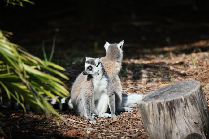 Symbio Wildlife Park