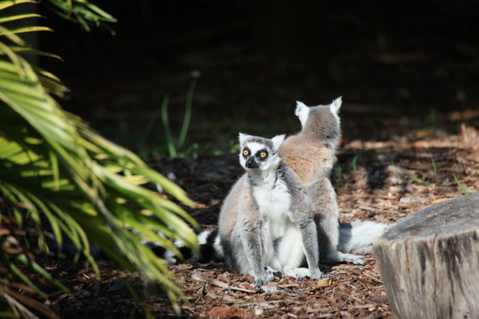 Symbio Wildlife Park