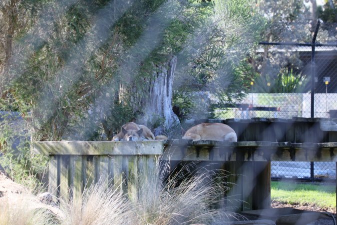 Symbio Wildlife Park
