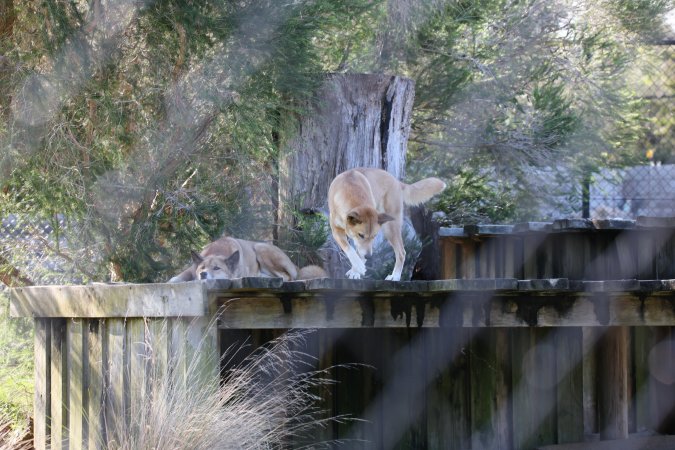 Symbio Wildlife Park