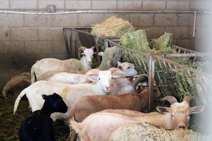 LA Quail Farm