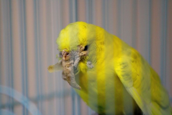 Quetzal Bird Shop