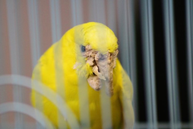 Quetzal Bird Shop