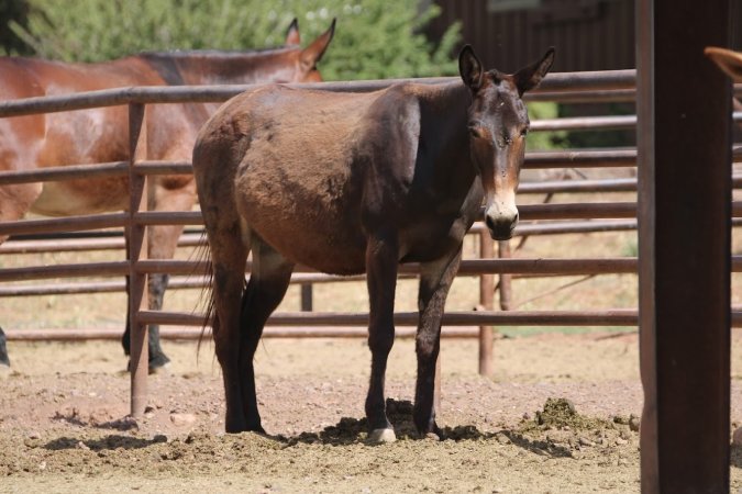 Mule Barn