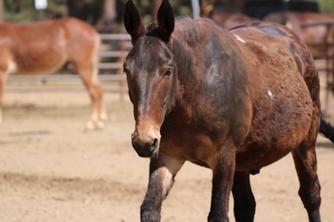 Mule Barn