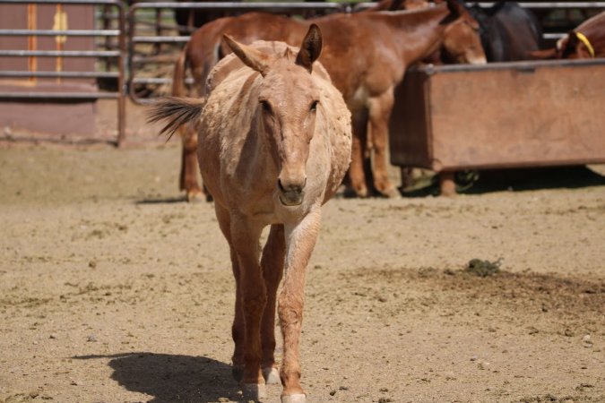 Mule Barn