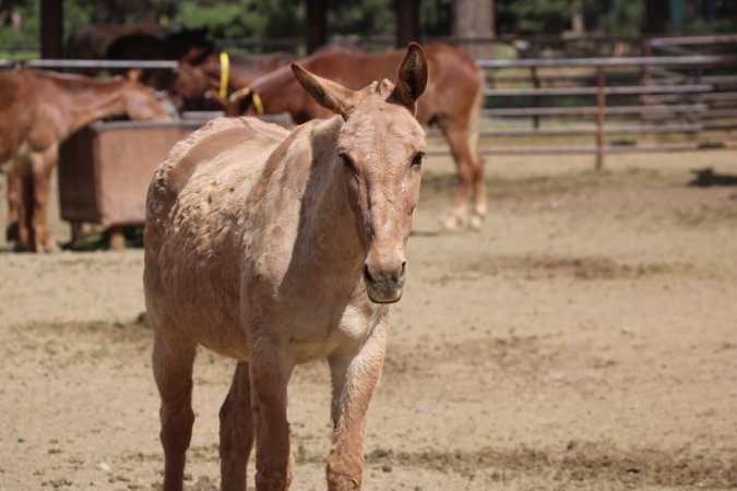 Mule Barn