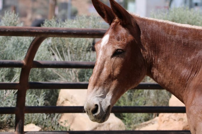 Mule Barn
