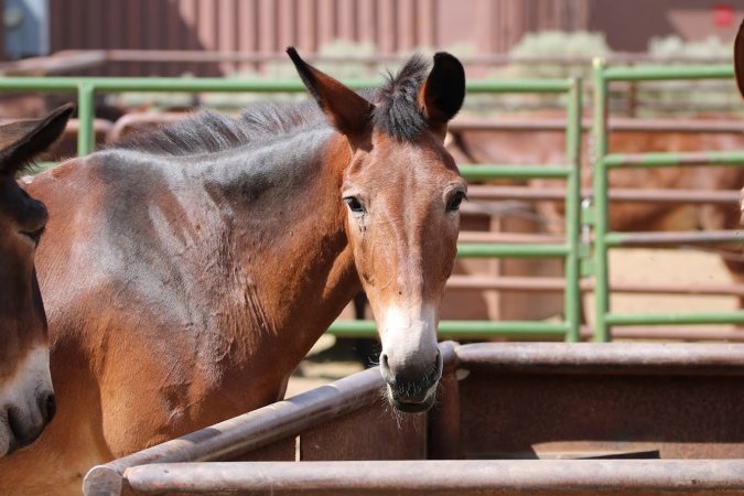 Mule Barn