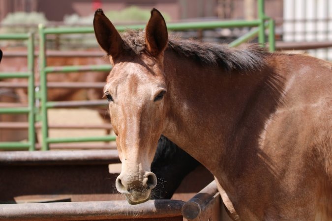 Mule Barn