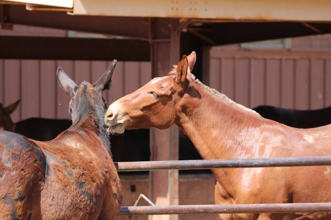 Mule Barn