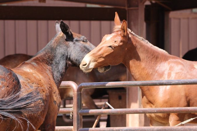 Mule Barn