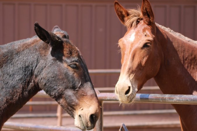 Mule Barn