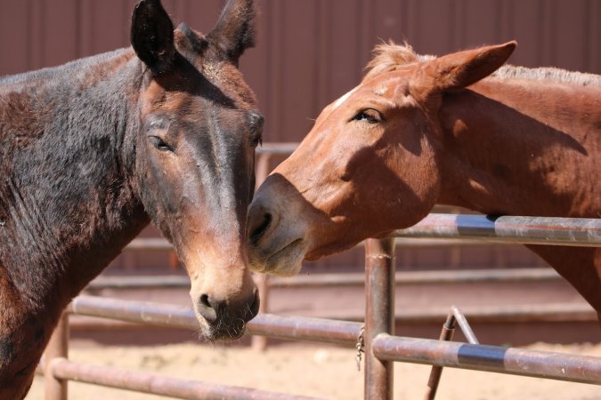 Mule Barn