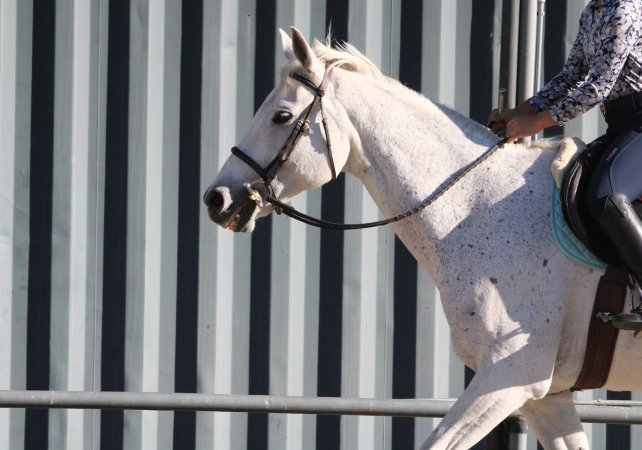Hansen Dam Horse Park