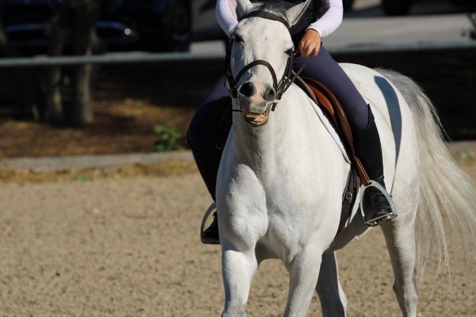 Hansen Dam Horse Park
