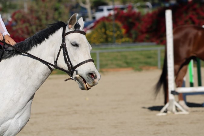 Hansen Dam Horse Park
