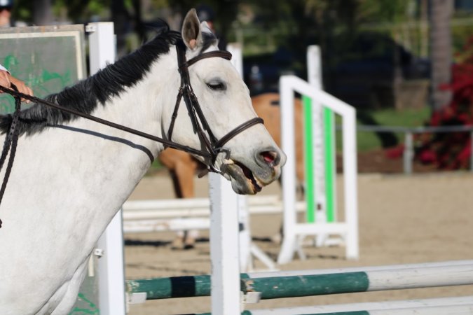 Hansen Dam Horse Park