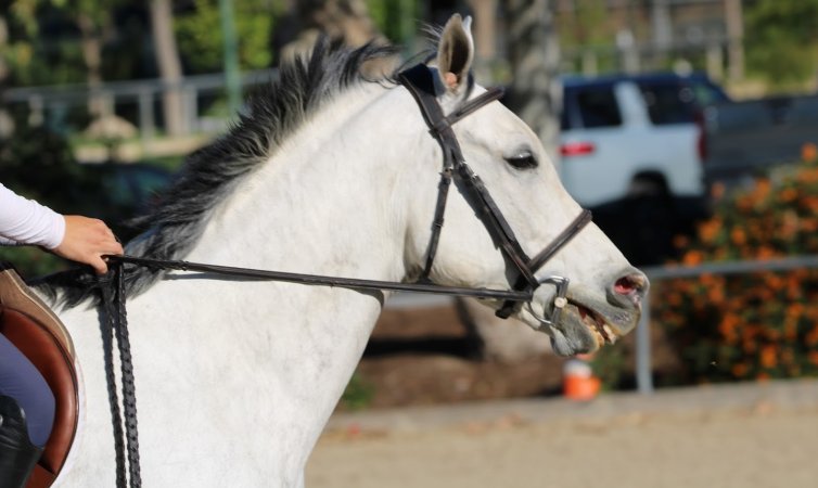 Hansen Dam Horse Park