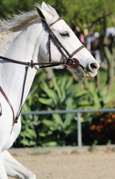 Hansen Dam Horse Park