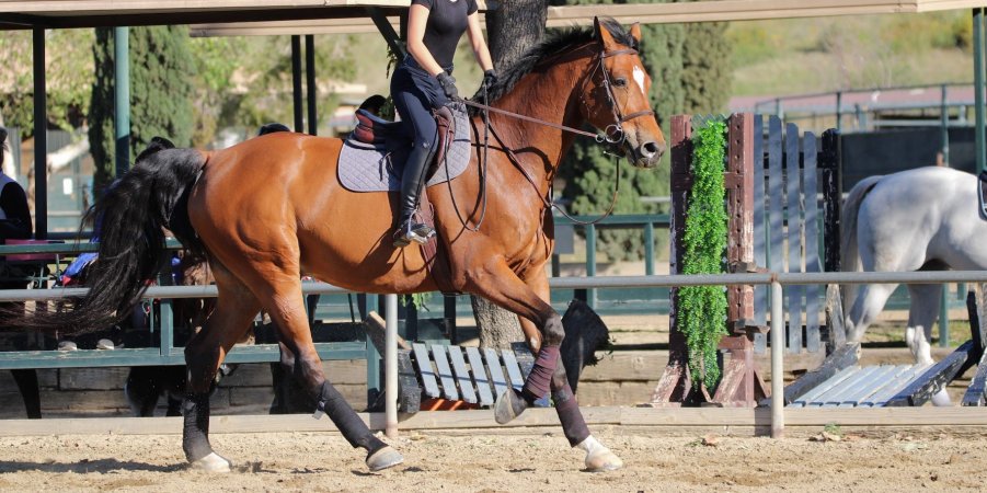 Hansen Dam Horse Park