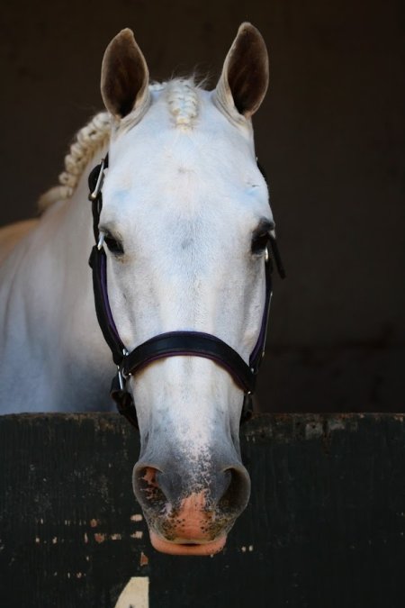 Hansen Dam Horse Park
