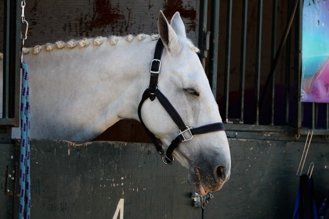 Hansen Dam Horse Park