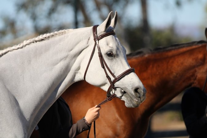 Hansen Dam Horse Park