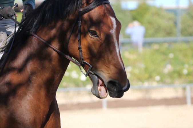 Hansen Dam Horse Park