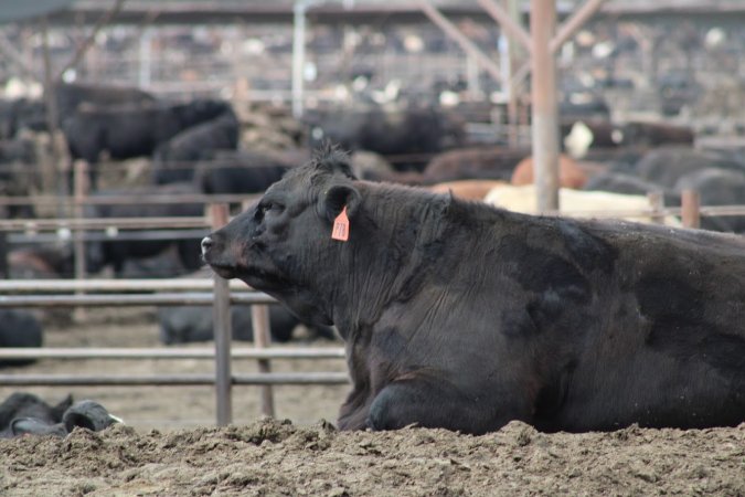 Harris Ranch