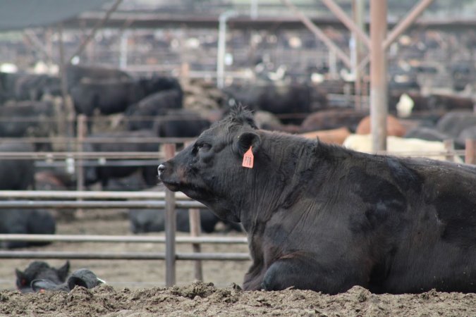 Harris Ranch