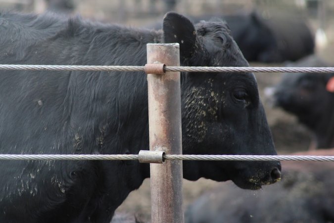 Harris Ranch