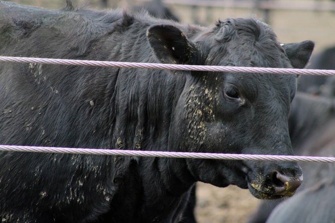Harris Ranch