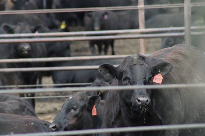 Harris Ranch