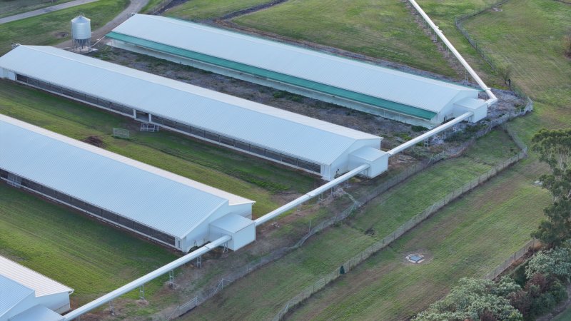 Terrace Farm - Free Range Eggs - Drone Footage