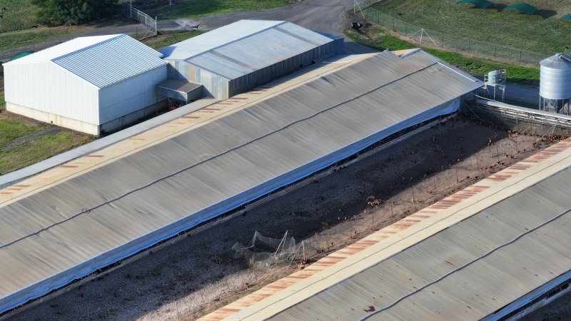 Terrace Farm - Free Range Eggs - Drone Footage
