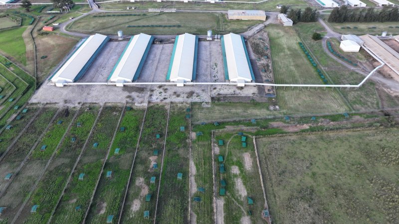 Terrace Farm - Free Range Eggs - Drone Footage