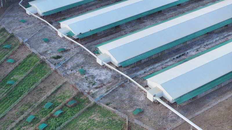 Terrace Farm - Free Range Eggs - Drone Footage
