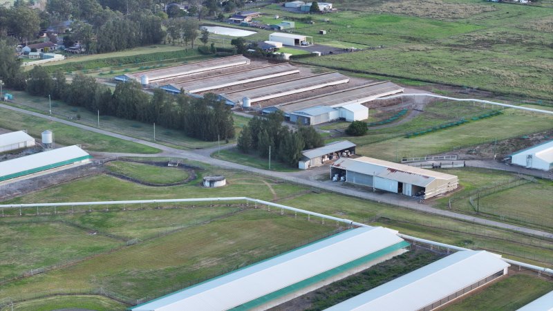 Terrace Farm - Free Range Eggs - Drone Footage