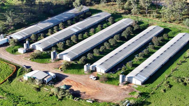 Jacaranda Farm - Baiada Broiler - Drone