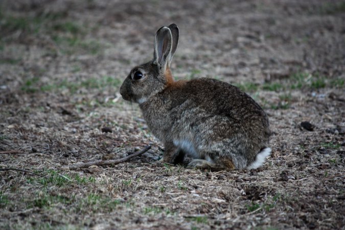 City Hill Rabbit Control Program Canberra